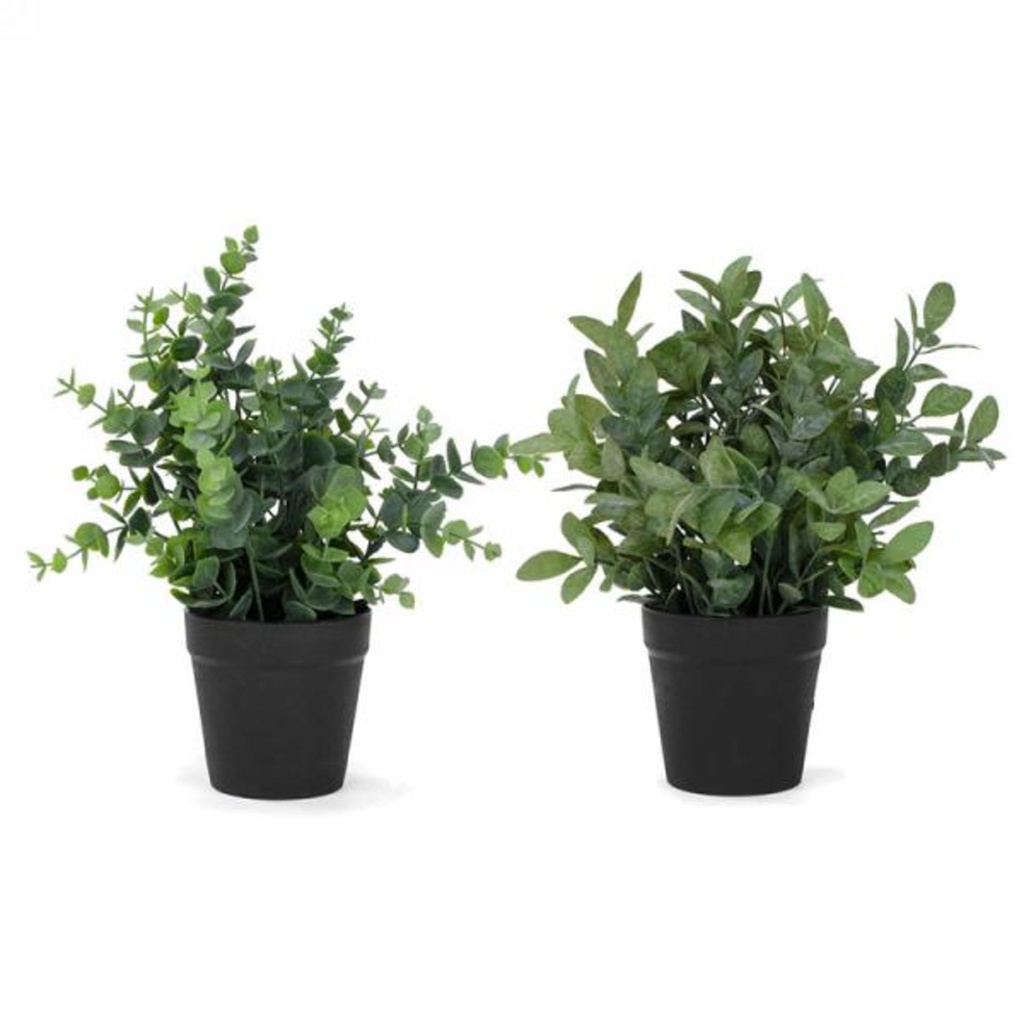 Plante verte en pot noir assortie/vendu a l'unite