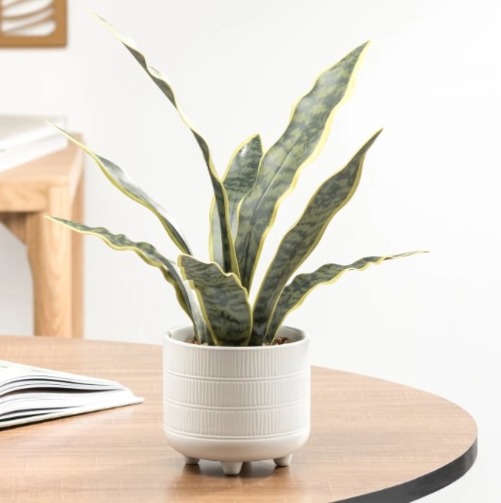 Plante riviera en pot de ceramique blanc 16h