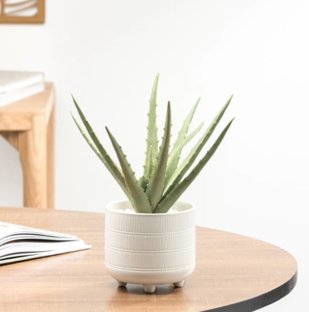 Plante riviera aloe en pot de ceramique blanc 11h