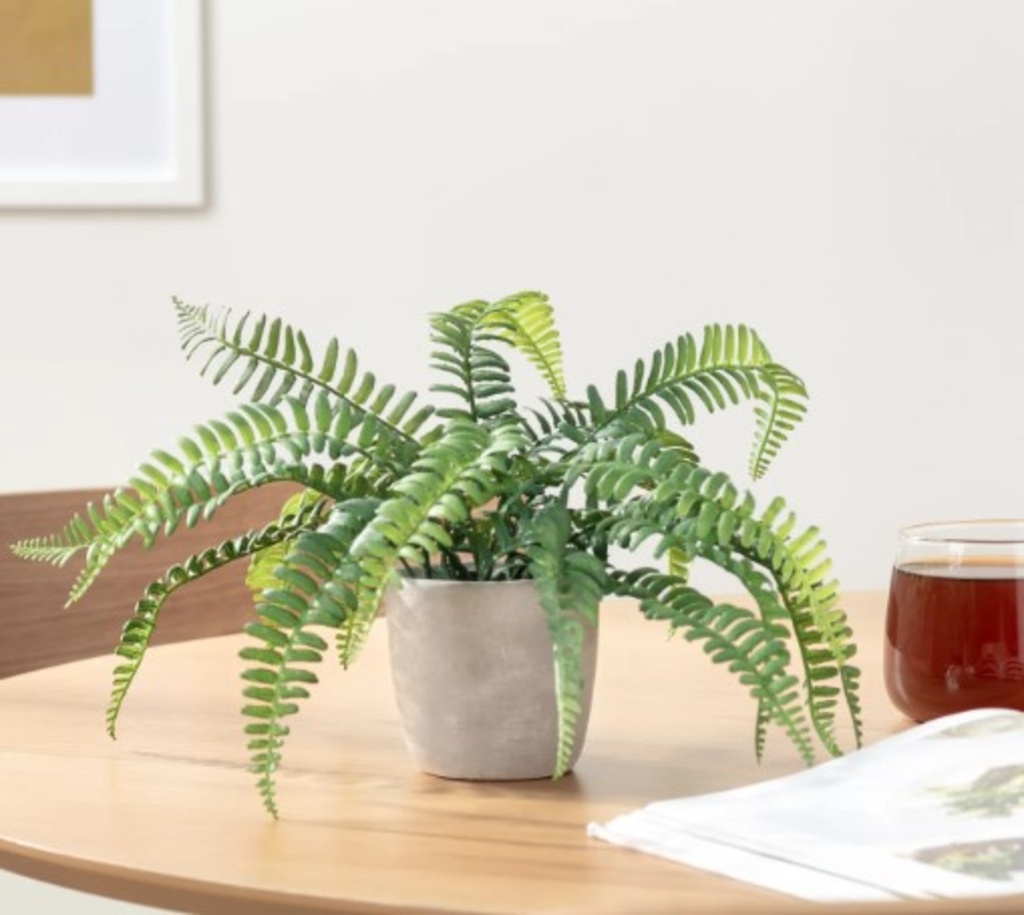 Plante solaro en pot rond 3-1/2 d