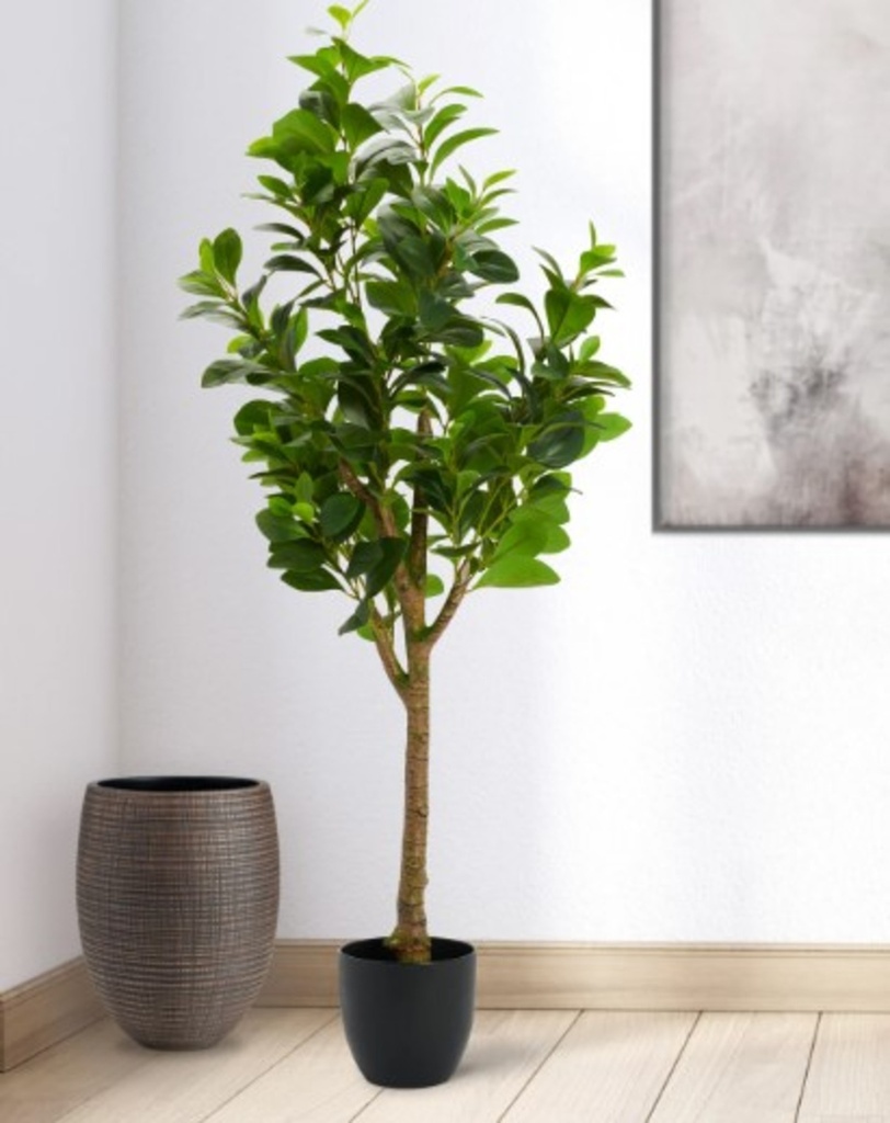 [5TT-904355] Arbre peperomia 51h en pot noir