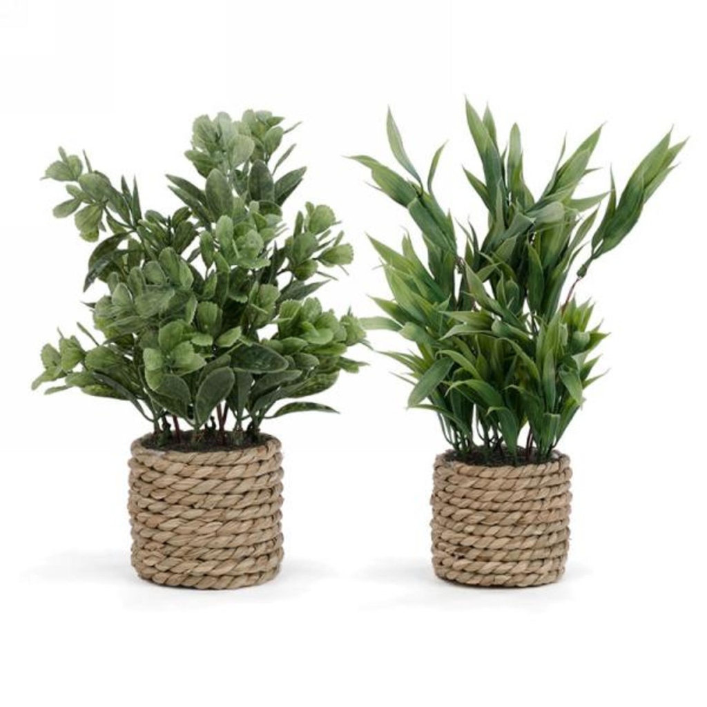 Plante en pot de rotin assortie/vendu a l'unite