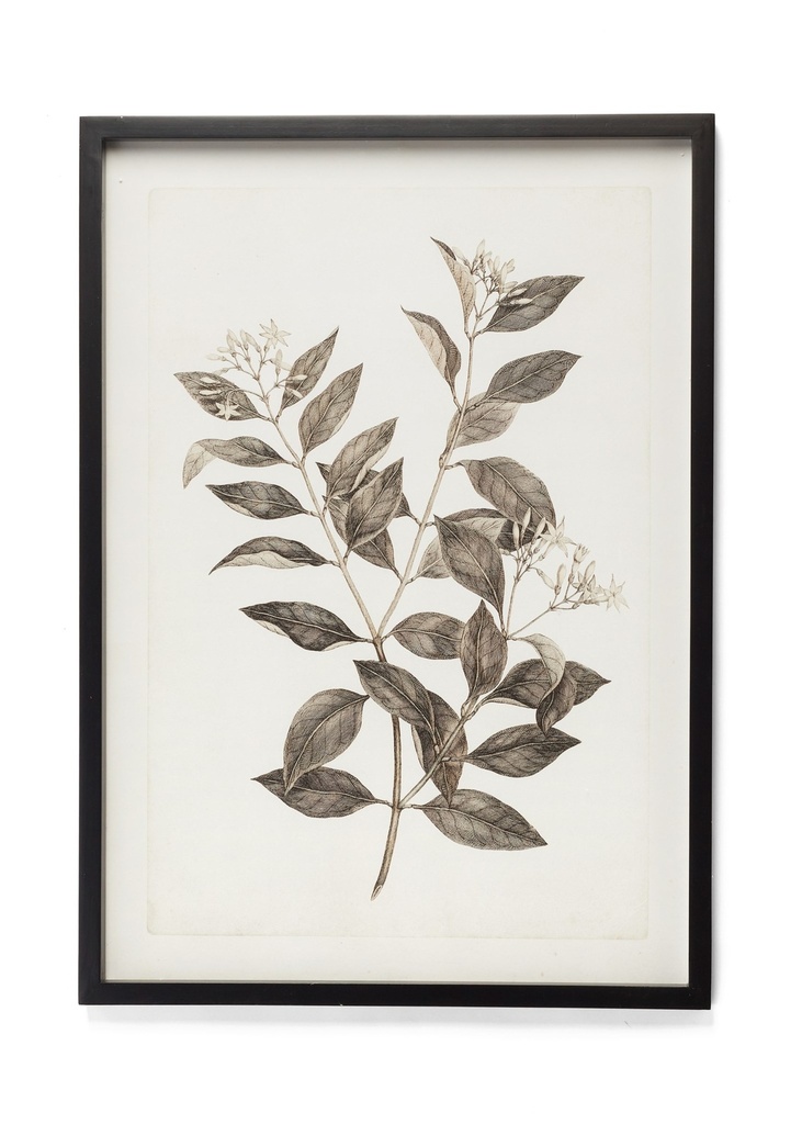 Cadre photographie plante #2 20 x 28po noir et blanc