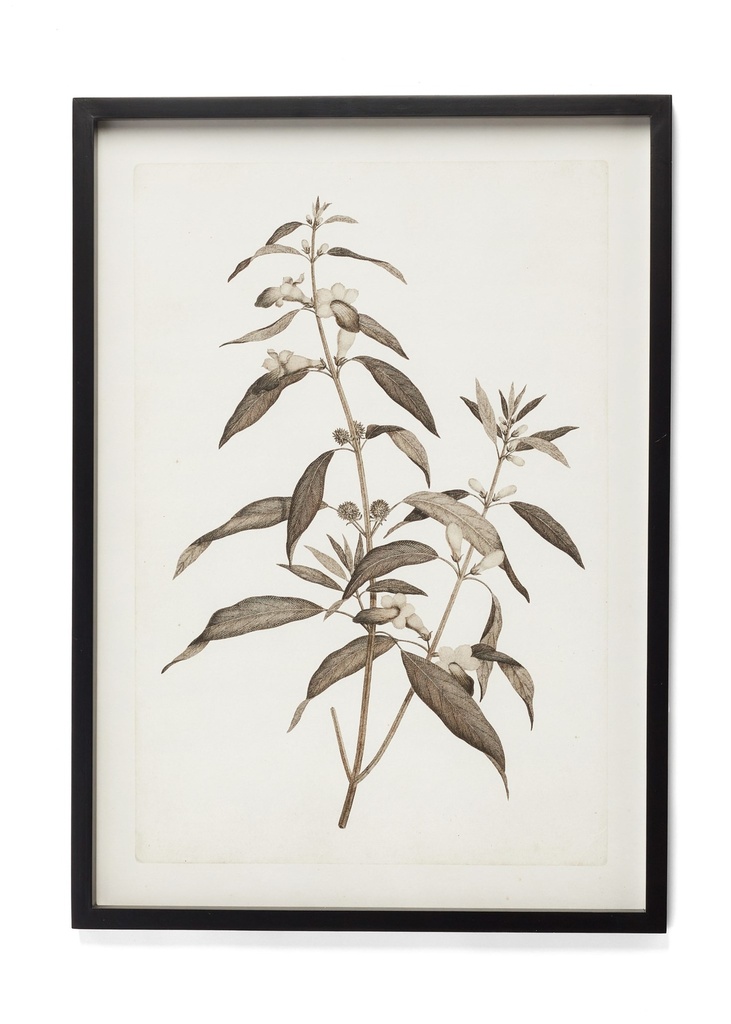 Cadre photographie plante #1 20 x 28po noir et blanc