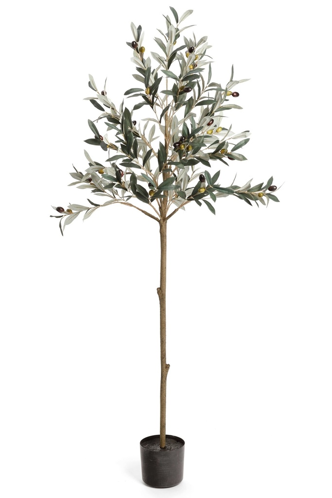 [5CP-3782030] Arbre olivier en pot 20 x 60po