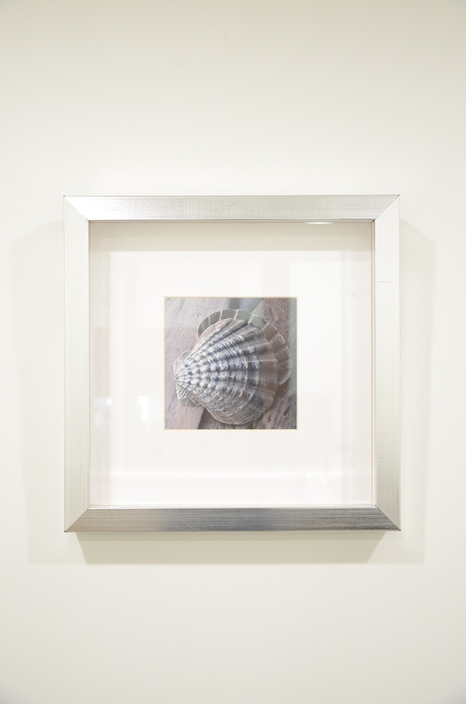 Cadre driftwood IV coquillage bleu/gris 14 x 14po