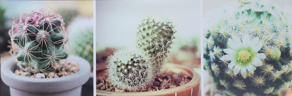 [5AT-W4562] Cadre 3 cactus 36 x 12po